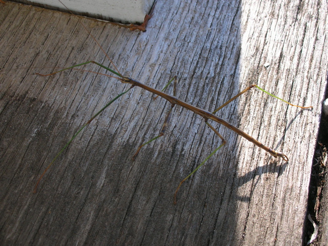 Walking Stick 1