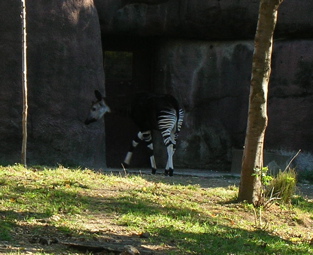 Okapi