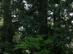 redwoods_by_the_garden.JPG