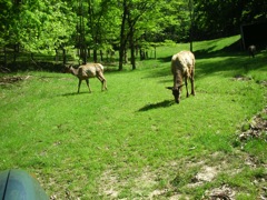 Elk Park 1
