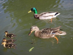 Ducks 6