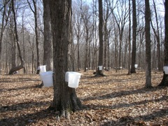 Buckets are dumped into collecting barrels