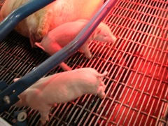 Piglets in Pink