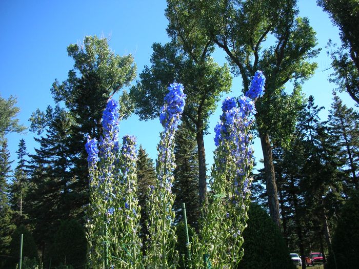 FLOWERS AT GLENSHEEN