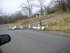 Geese guard the way to Tree Farm