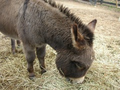 Donkey at the Tree Farm