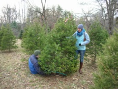 Cutting the Tree